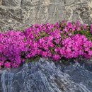 편백산림욕장 진입로 이미지