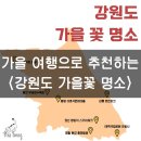 이평12리 마을회관 앞 | [강원도 가을꽃명소] 가을꽃 군락을 만나볼 수 있는 강원도의 명소! 데이트, 여행으로 추천하는 곳 모음