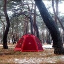 잣나무숲 이미지