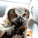 부엉이집 이미지