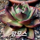 맘모스 - 부천시 원미구 소향로13번길 28-14 | 맘모스