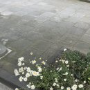 일일시호 이미지