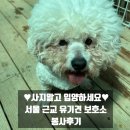 KDS | 서울 근교 유기견 봉사활동 후기 | 코리안독스 KDS