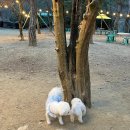 오랜만에 방문한 가창 애견운동장 슈가파인