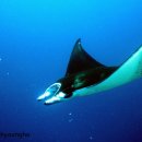 만타가오리(Manta Rays) 이미지