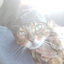 땡큐동물병원 이미지