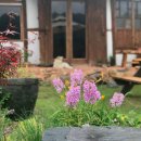 돌담집민박 이미지