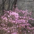 진달래노래바
