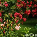 André Rieu (앙드레 류) - The Last Rose of Summer (여름날의 마지막 장미) 이미지