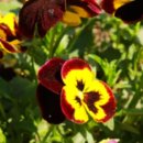 아담약국 이미지