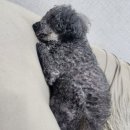쁘띠댕 네이버블로그