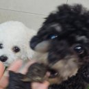 경상독 | 반려견수제간식 애견간식 오래 먹는 강아지간식 경상독 소간 돼지귀 돼지코 간식