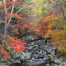 야시대막국수 | 10월 단풍명소추천, 홍천가리산야시대리, 평창봉평흥정계곡, 북한산숨은벽, 설악산 올해 첫 단풍(2022...
