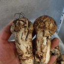 한국의 산삼과 상황버섯 이미지