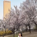 서강대교밑 한강공원출입구 | 여의도 한강 공원 텐트 자전거 벚꽃 축제 데이트 놀거리