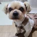 주디 이미지