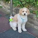 우리집 똥강아쥐 이미지