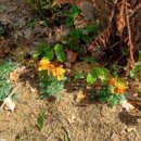 나리 유치원 이미지