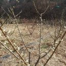 매실향기 이미지