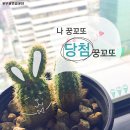 H1338 이미지