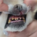 둔산동물병원 이미지