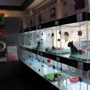 개꿈꾸는 고양이 이미지