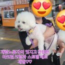 댕스타 | ♡아리왕자님의 개랑노른자의 멋지고 간편한 아크릴 크링+ 스트랩 세트 두 달 간 체험 후기♡