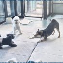 애견멀티샵 이미지