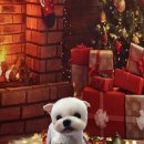 왈츠동물병원 이미지