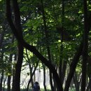 씨유 울산삼호벚꽃길점 | 태화강국가정원 보라정원은 맥문동 군락지로 꽃말은 기다림 : 울산 삼호지구 맨발로 걷기 좋은 길