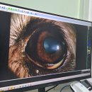 눈이튼튼 동물병원 이미지