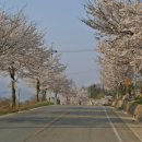 벚꽃나무