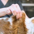 포천동물병원 이미지