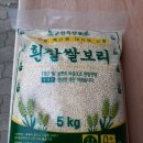 2023년도산 햇보리쌀 이미지