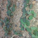 향수농장 이미지