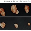 프로스테믹스의 급등이유는??? 암 줄기세포 억제 마이크로RNA 확인 이미지