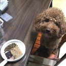 펫트러스트 이미지