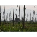 미얀마마을 이미지