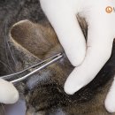 유앤동물의료센터 네이버블로그