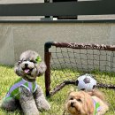 프리메오스 이미지