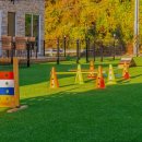 골드애견 이미지