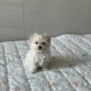 제니스동물병원 이미지