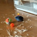 도리4천 이미지