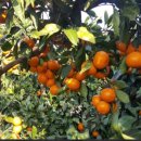 대광청과 이미지