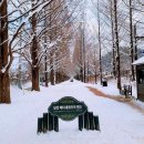 메타세쿼이아랜드 이미지