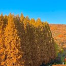 당치회관 | 인스타 단풍 명소 ‘명수당’ 두눈으로 본 찐 실물 후기!!🍁