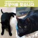(고양이를 찾습니다) 창전삼성아파트 부근 산으로 들어갔어요 이미지