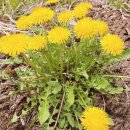 두세준 효열비 이미지