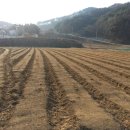 꽃양귀비마을 이미지