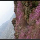 산우 이미지